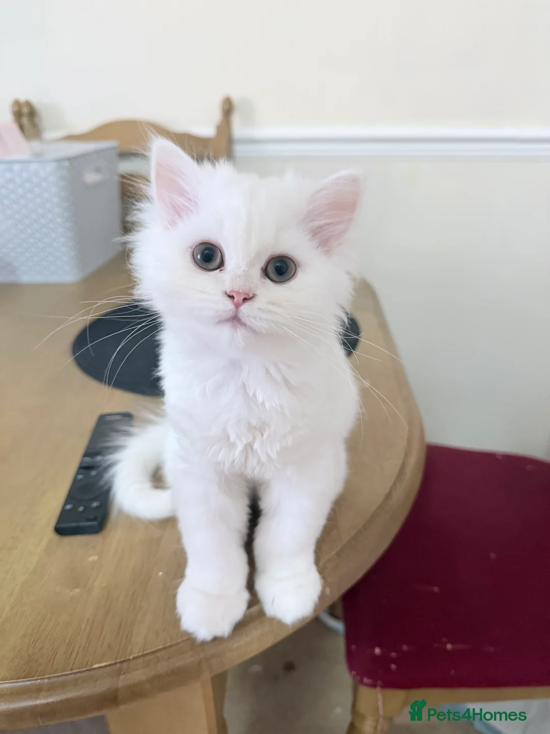 Persian cats for sale: Beautiful white male  - Advert 1