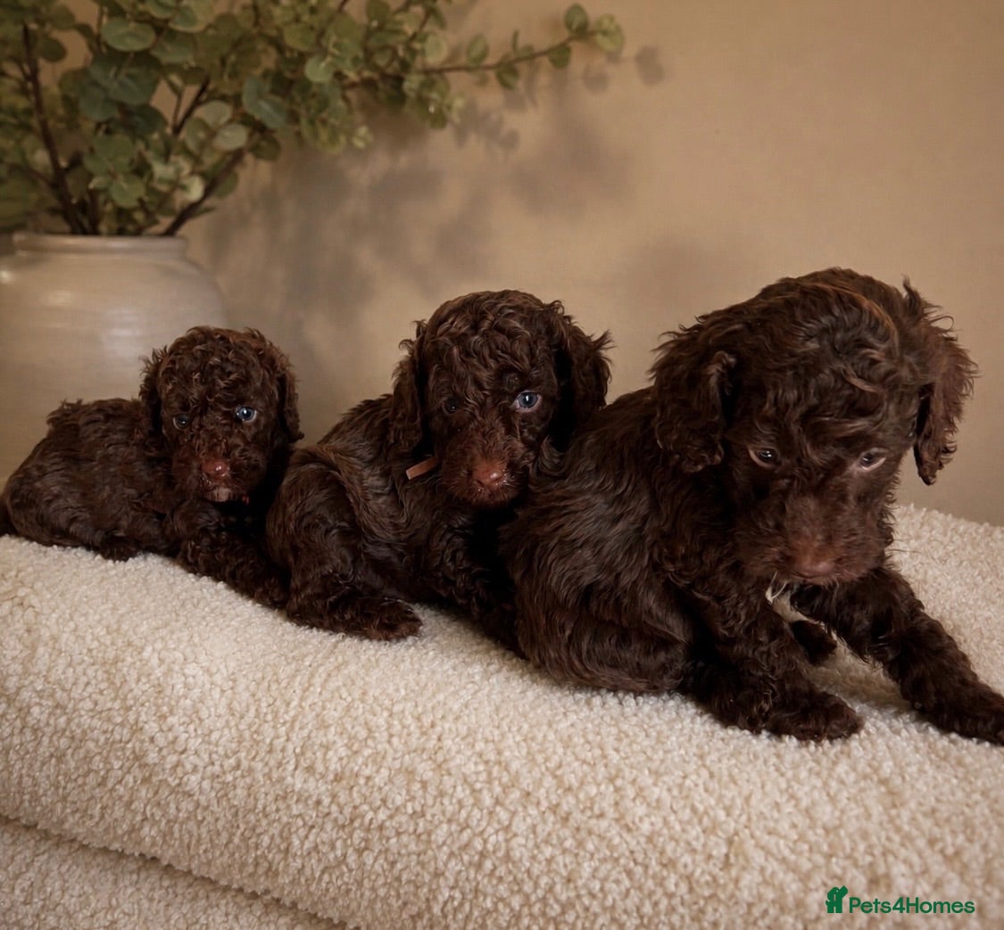 Miniature Poodle dogs 🤎 BEAUTIFUL CHOCOLATE MINIATURE POODLE BOYS 🤎 - Advert 10