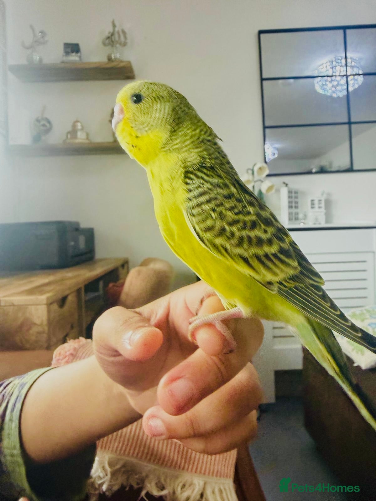 Budgerigars birds Beautiful tame baby budgies for sale  - Advert 2