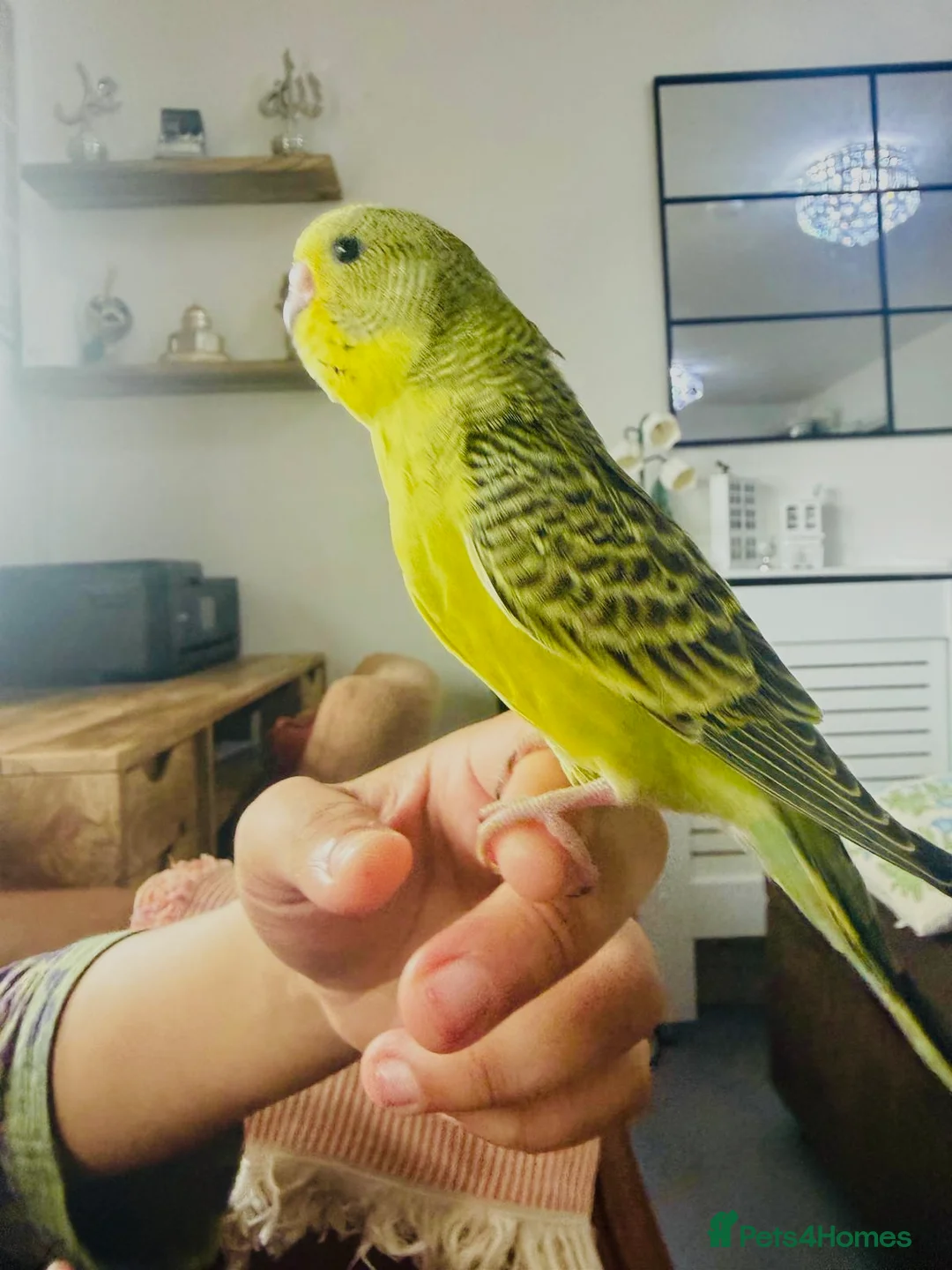 Budgerigars birds for sale: Beautiful tame baby budgies for sale  - Advert 2