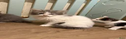 Mixed Breed cats for sale: Half ragdoll/half Maine coon kittens - Advert 8