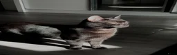 Domestic Shorthair cats for sale: Black/Grey Domestic Shorthair - Ambrose in London - Advert 9