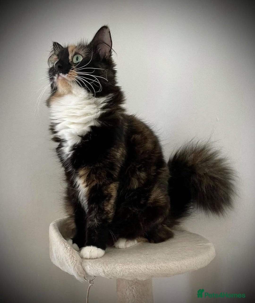 Mixed Breed cats for sale: Ragdoll Cross kittens  - Advert 1