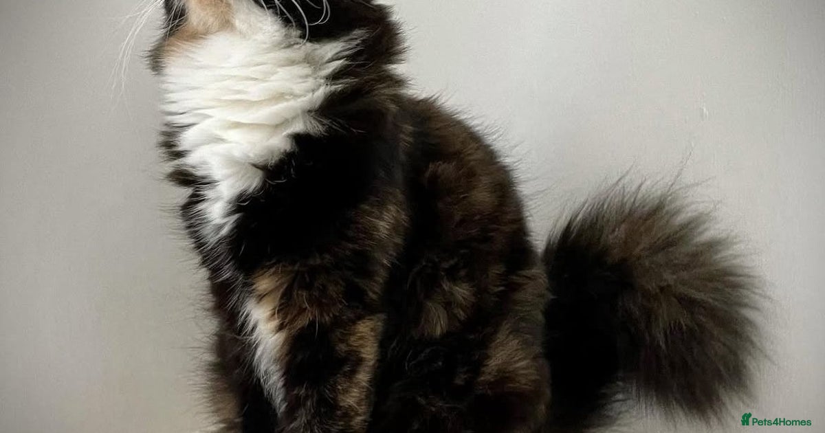 Ragdoll Cross kittens for sale in Motherwell | Pets4Homes