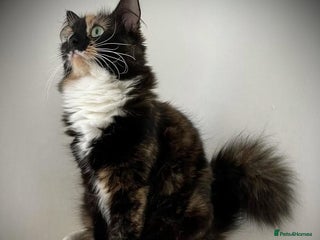 Mixed Breed cats Ragdoll Cross kittens - Advert 7