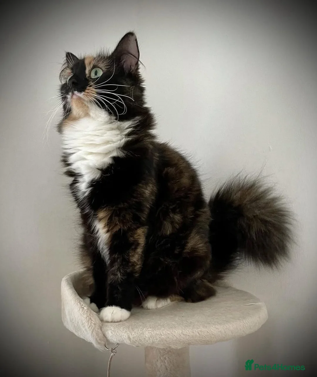 Mixed Breed cats for sale: Ragdoll Cross kittens  - Advert 1