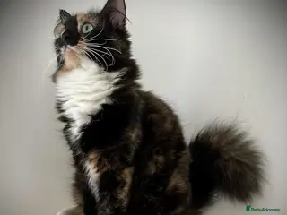 Mixed Breed cats Ragdoll Cross kittens - Advert 14