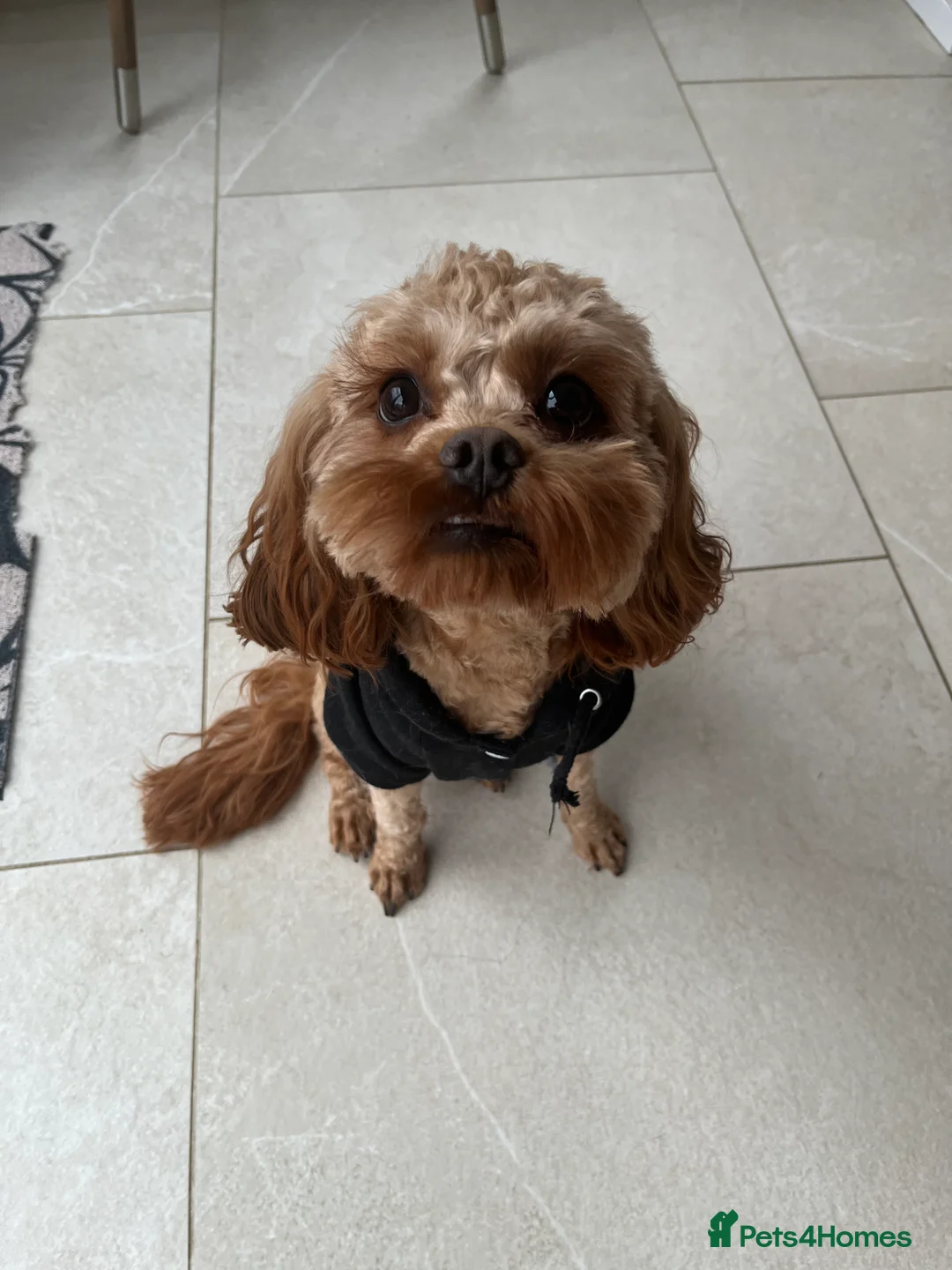Cavapoo dogs for sale: 2 year old male cavapoo looking for loving home - Advert 1