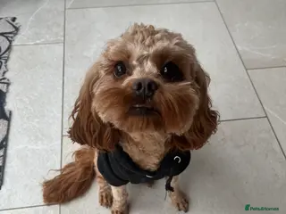 Cavapoo dogs 2 year old male cavapoo looking for loving home - Advert 2