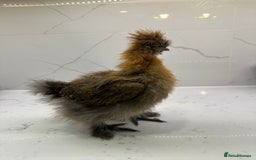 Chickens poultry for sale: Silkie and polish chicken looking for rehome  - Image 3