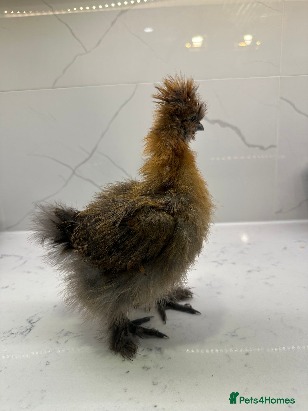 Chickens poultry for sale: Silkie and polish chicken looking for rehome  - Image 3
