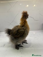 Chickens poultry - Advert 3