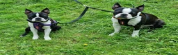 Boston Terrier dogs for stud: Boston Terriers for Stud  - Advert 3