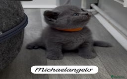 British Shorthair cats for sale: Beautiful Blue British shorthair kittens for sale - Image 18