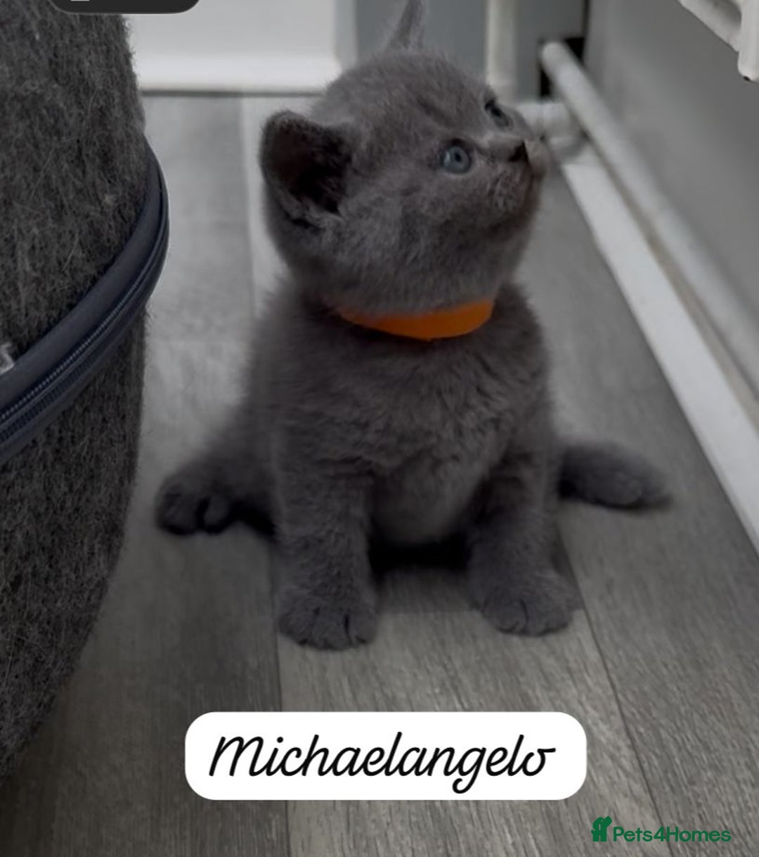 British Shorthair cats for sale: Beautiful Blue British shorthair kittens for sale - Image 18