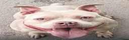 American Bully dogs for sale: Outstanding ABKC registered Micro Bully Litter! - Advert 8