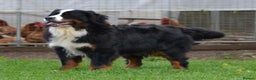 Bernese Mountain Dog dogs for sale: KC REGISTERED LITTER OF BERNESE MOUNTAIN DOG PUPS - Advert 4