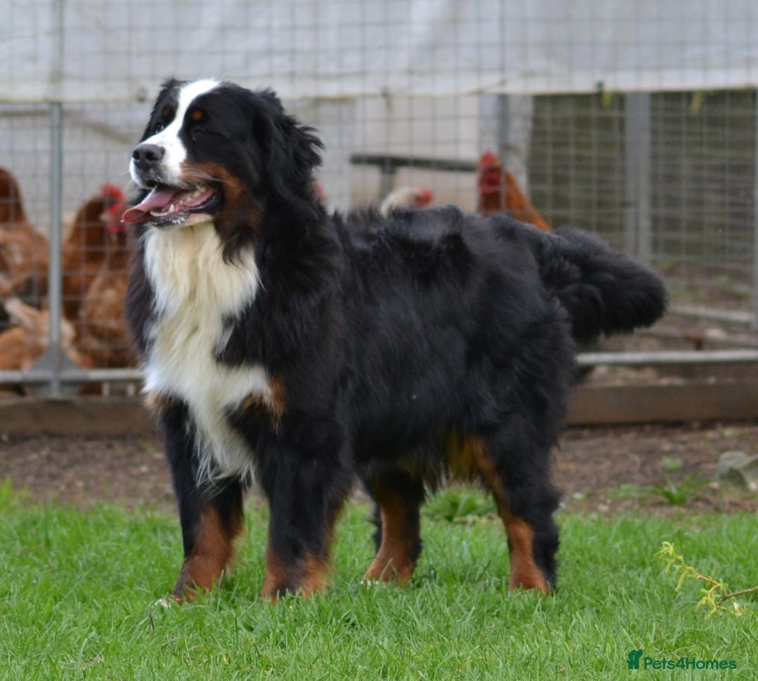 Bernese Mountain Dog dogs for sale: KC REGISTERED LITTER OF BERNESE MOUNTAIN DOG PUPS - Advert 4