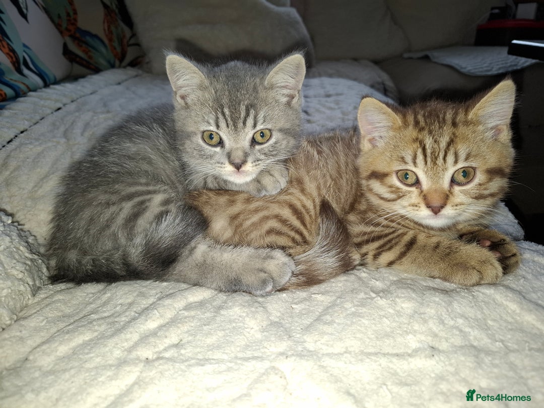 British Shorthair cats for sale: Pedigree British Blue and Tabby Shorthair Kittens - Image 1