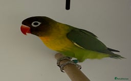 Lovebirds birds for sale: Beautiful pair of lovebirds  - Image 4