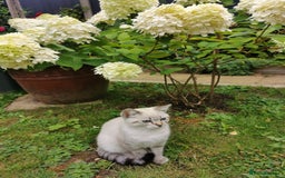 Scottish Fold cats for sale: Scottish Straight Male - Image 1
