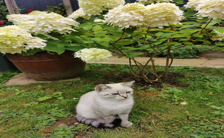 Scottish Fold cats - Advert 1