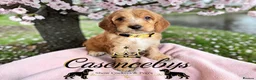 Cockapoo dogs for sale: WAITING LIST OPEN   - Advert 9