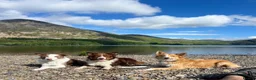 Bordoodle dogs for sale: OUTSTANDING *SABLE / TRI* BORDOODLES - Advert 11