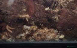 Snails invertebrates for sale: Albino giant African land snails- Fulica - Advert 4
