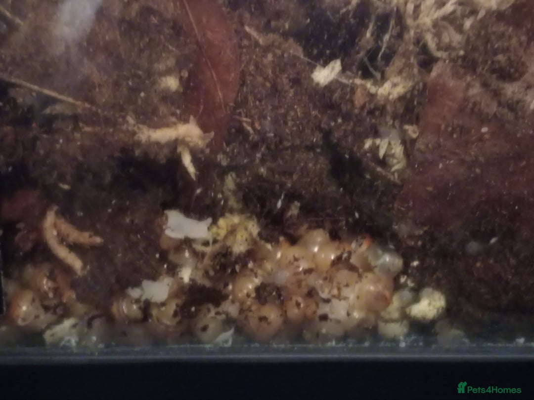 Snails invertebrates for sale: Albino giant African land snails- Fulica - Advert 4