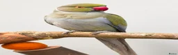 Parakeets birds for sale: Breeding pair of ringnecks - Advert 1