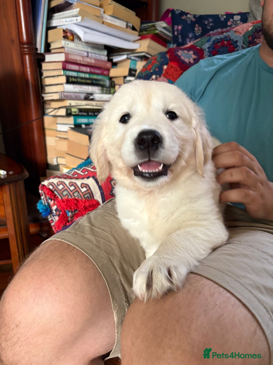 Golden Retriever dogs for sale: Stunning Pale Cream Fluffy Golden Retrievers - Image 12