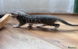 Balinese cats for sale: kittens - Image 10