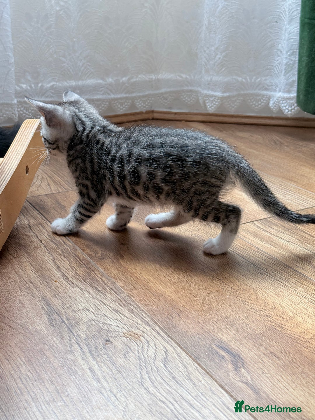 Balinese cats for sale: kittens - Image 10