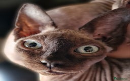 Sphynx cats for sale: Adult Canadian Sphynx for sale and Stud males  - Image 8