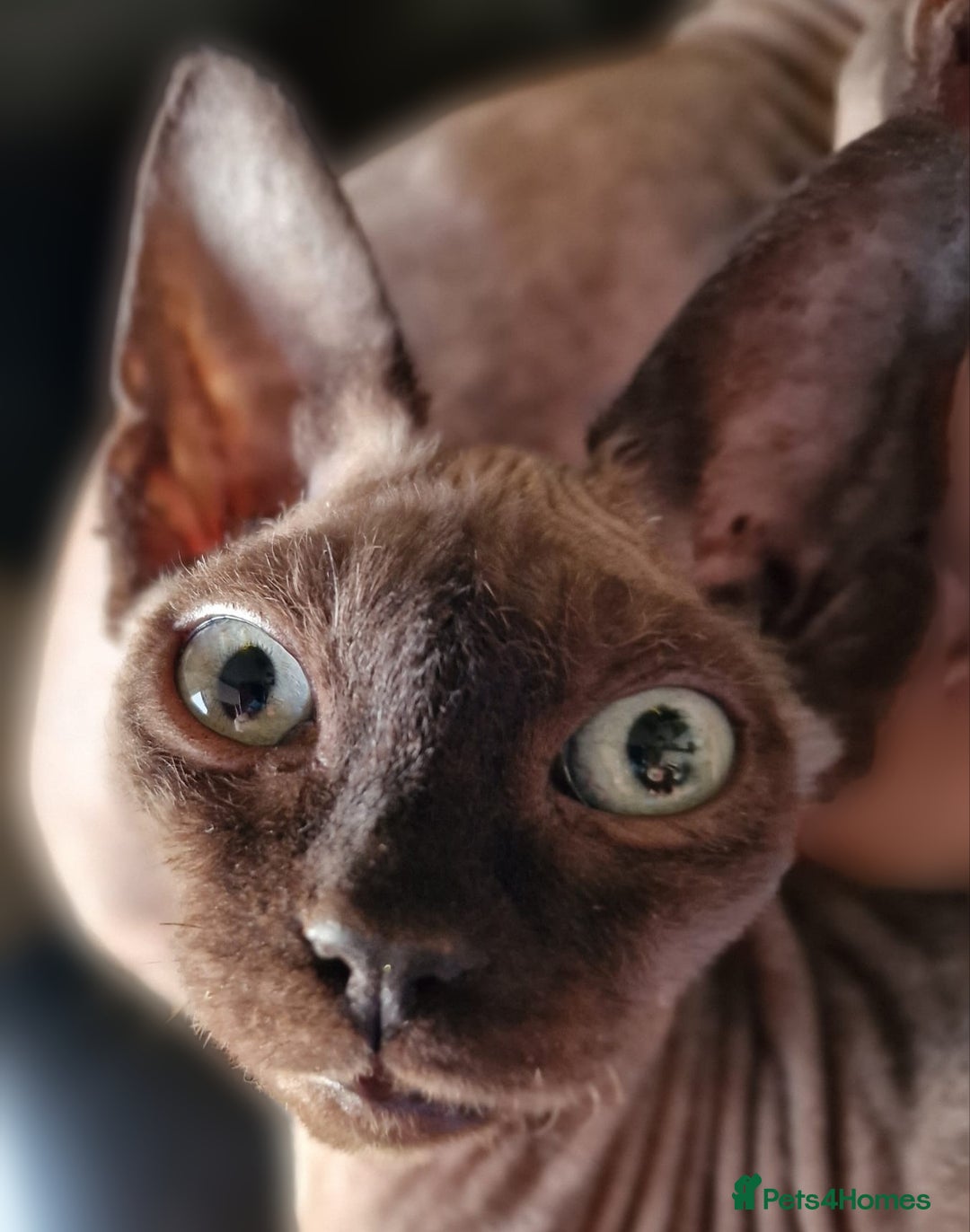 Sphynx cats for sale: Adult Canadian Sphynx for sale and Stud males  - Image 8