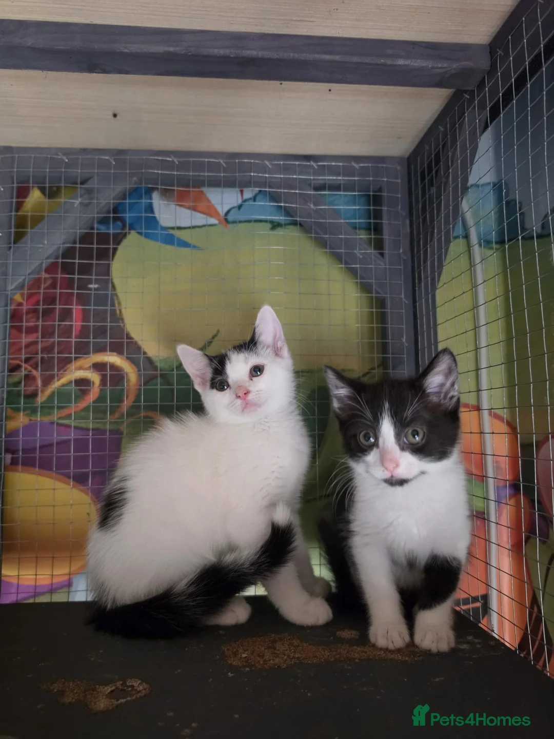 Mixed Breed cats for sale: Beautiful Kittens ready to go  in Birkenhead - Advert 5