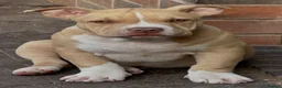 American Bully dogs for sale: American  bully puppies - Advert 8