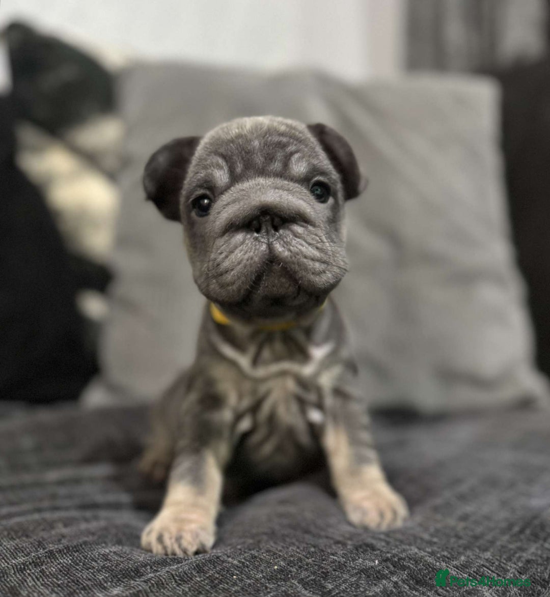 French Bulldog dogs for sale: High Quality French Bulldog Puppies  - Image 20
