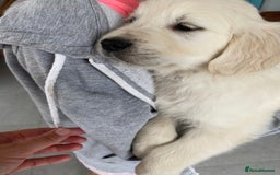 Golden Retriever dogs for sale: Golden retriever puppies for sale - Image 8