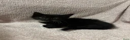 Mixed Breed cats for sale: Cute, Cuddly Kittens Ready for Their Forever Homes - Advert 12