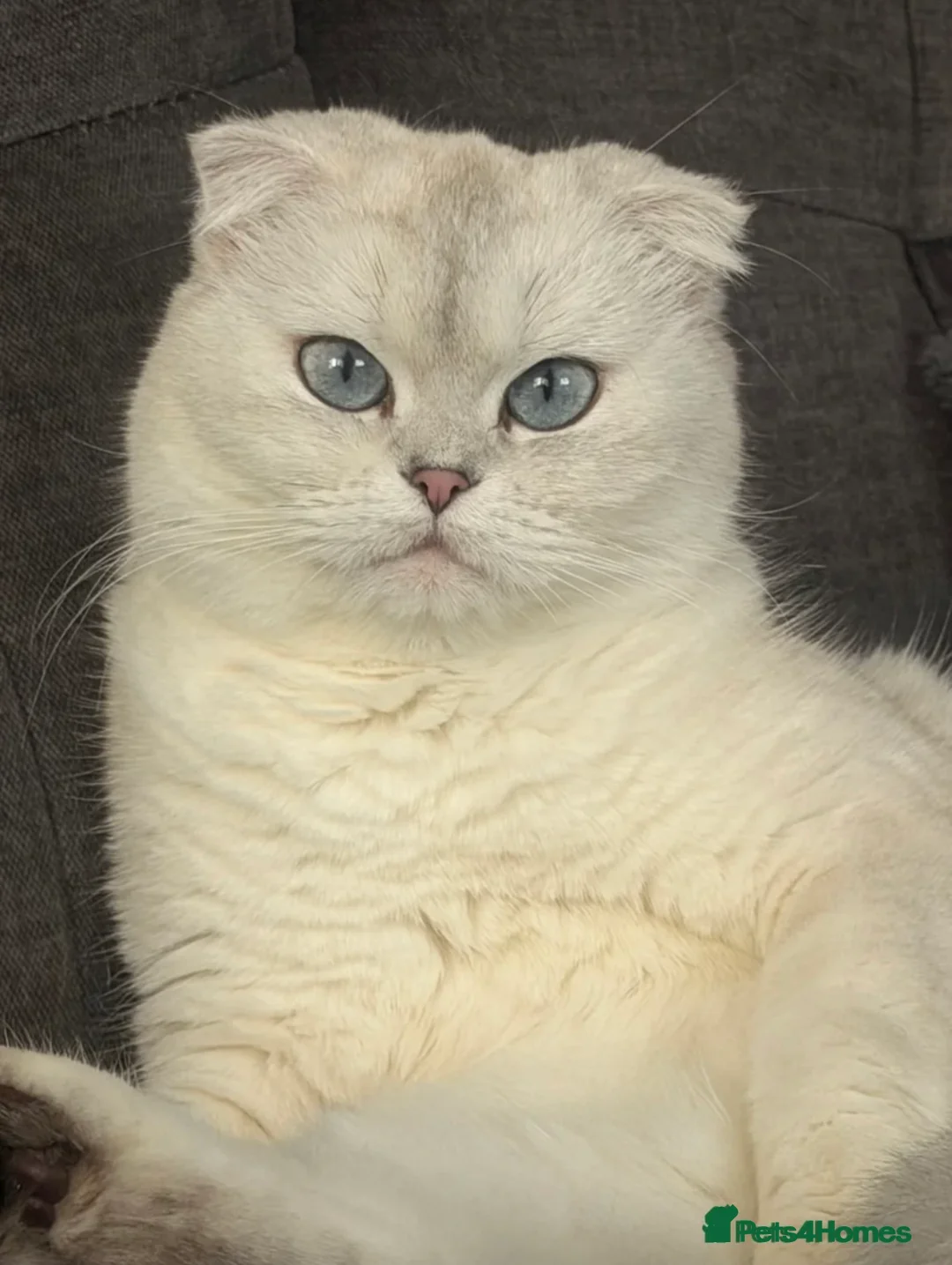 Scottish Fold cats for sale: Beautiful Scottish fold - Advert 2