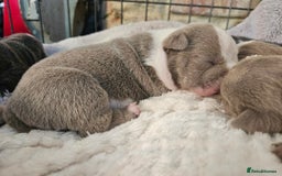 English Bulldog dogs for sale: Outstanding KC English Bulldogs, Top Quality Pups - Image 26