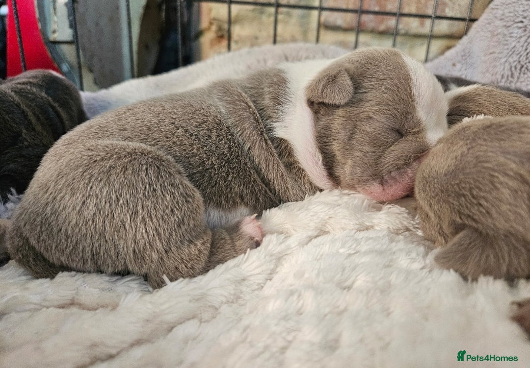 English Bulldog dogs for sale: Outstanding KC English Bulldogs, Top Quality Pups - Image 26