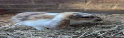 Mixed Breed rabbits for sale: Baby rabbits in Fleet - Advert 11