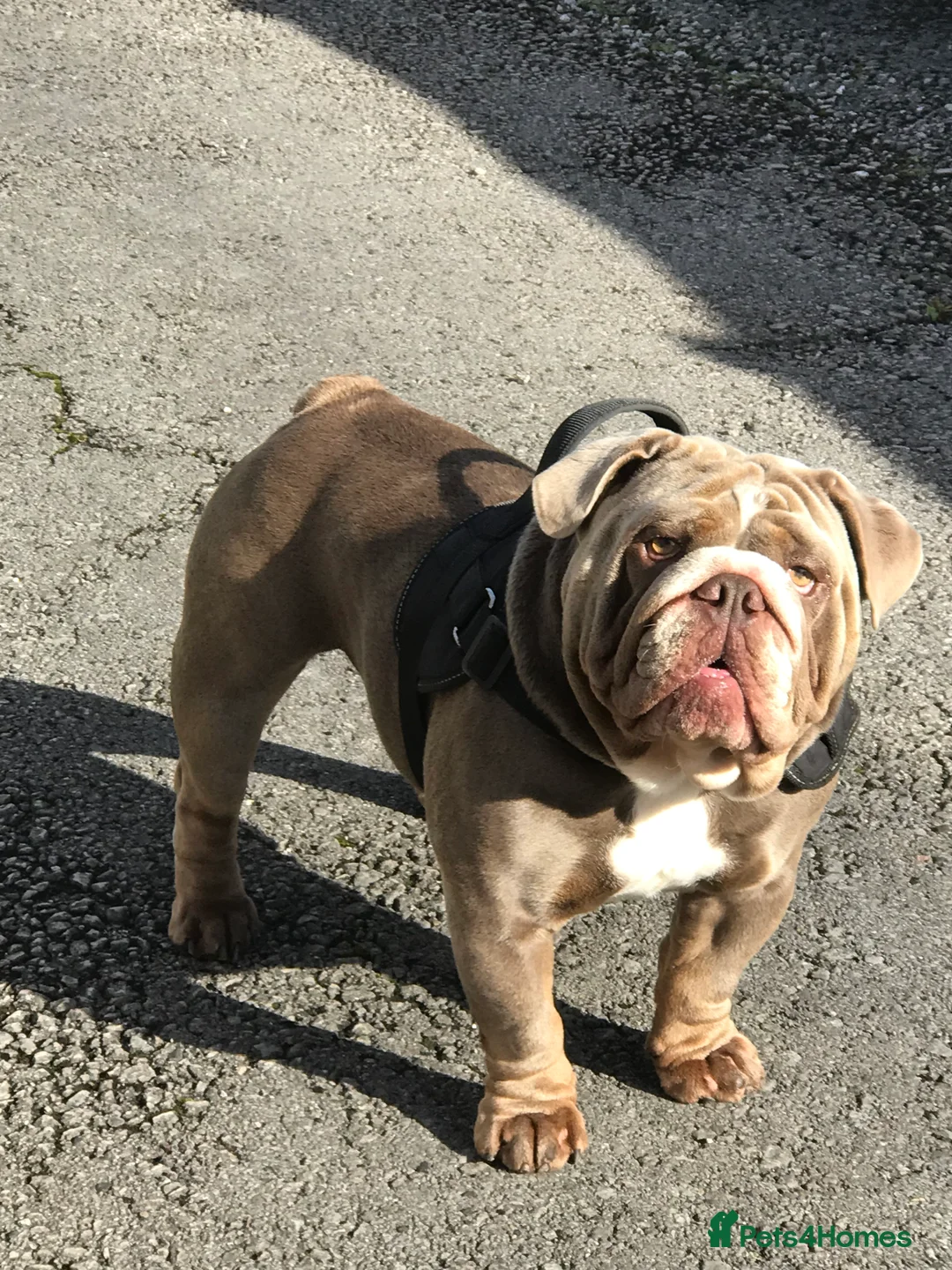 English Bulldog dogs for stud: F1 Stud dog  - Advert 2
