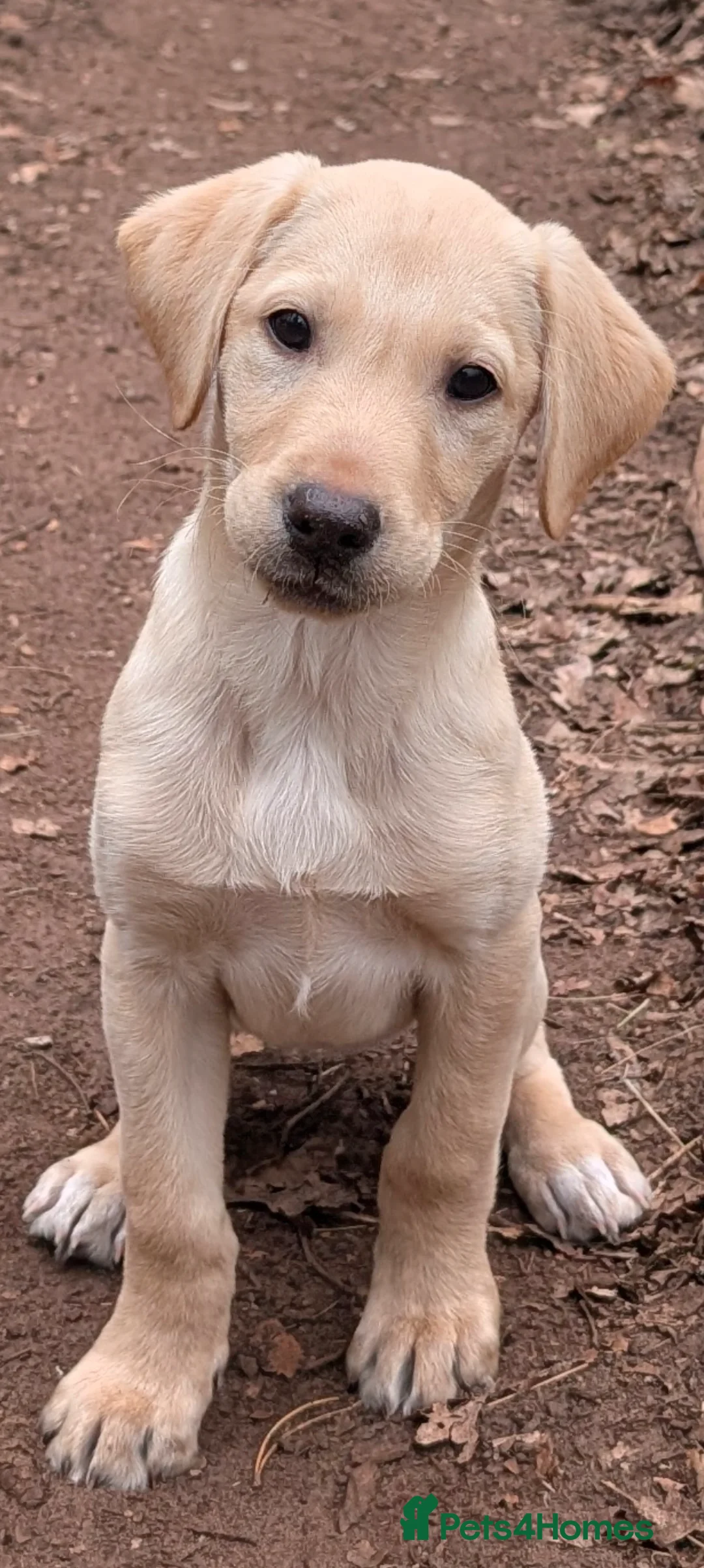 Labrador Retriever dogs for sale: Pedigree lab bitch pup  in York - Advert 2