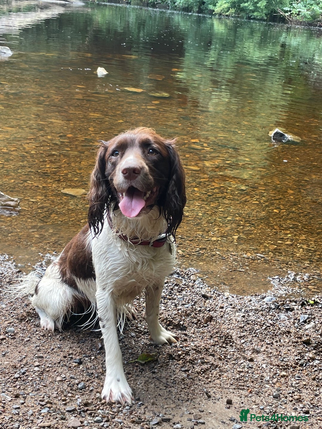 English Springer Spaniel dogs for sale: English Springer Spaniel puppies (2 lovely boys) - Image 8