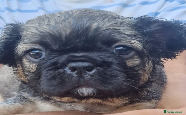 French Bulldog dogs - Advert 2