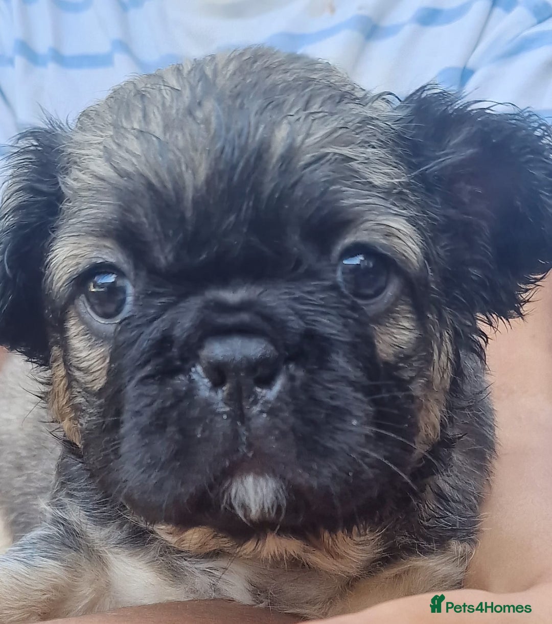 French Bulldog dogs for sale: Fluffy frenchies for sale call 07760346117 - Image 1